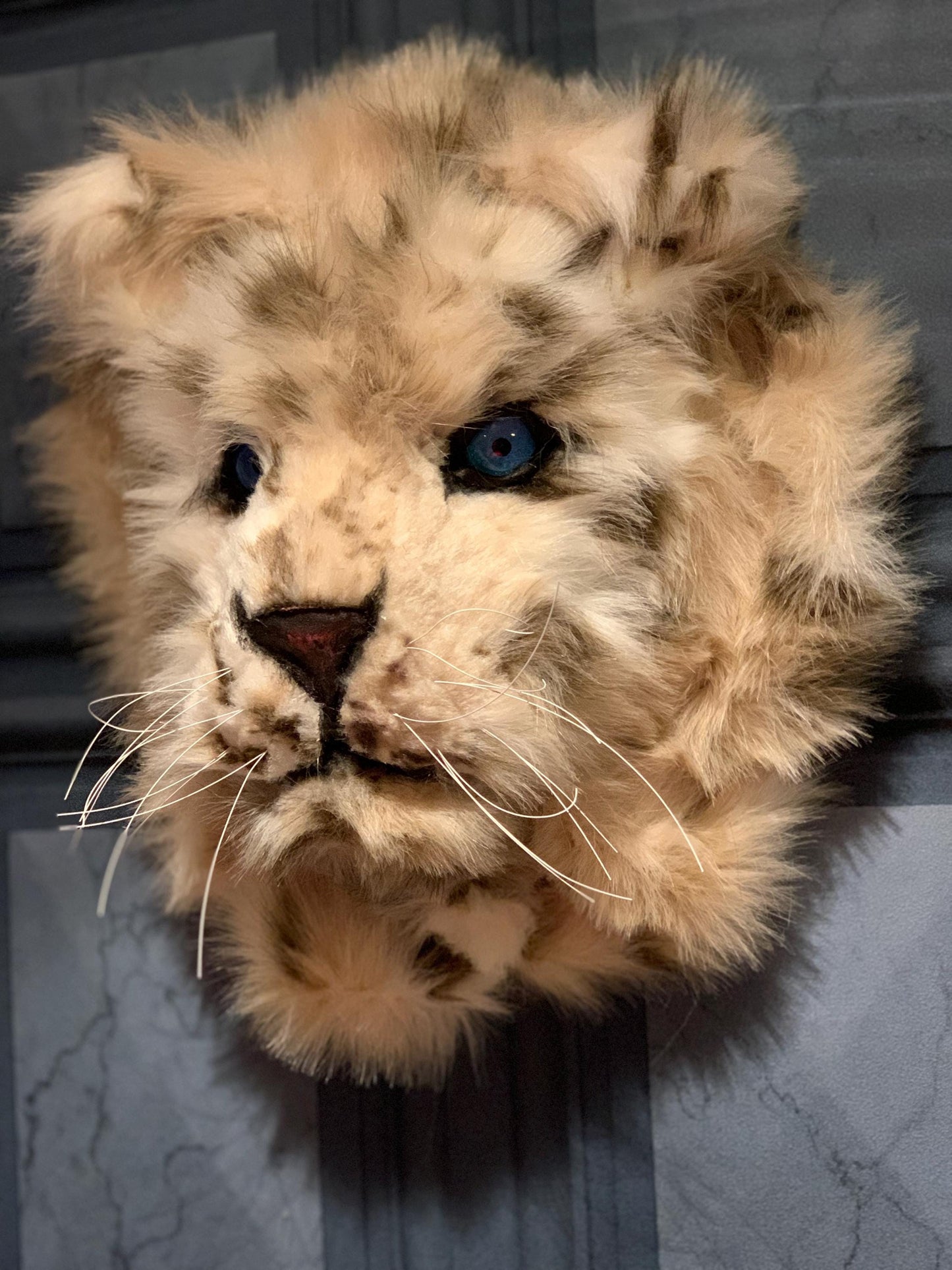 Baby snow leopard cub, super cute with faux luxury fur 13” x 13” realistic eyes